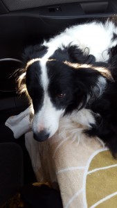 Are we there yet? Bungee the Border Collie on the back seat.